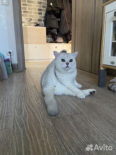 Британский кот вязка