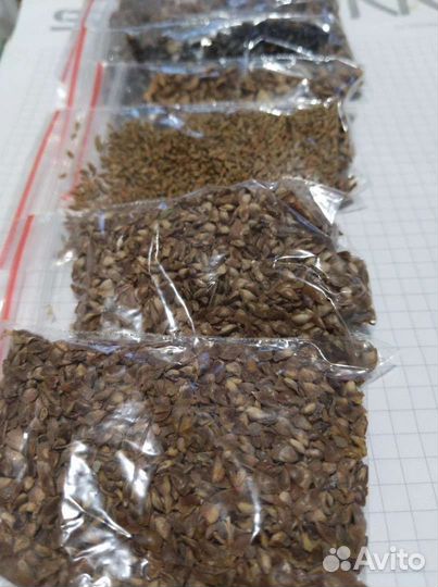 Сосна горная Мугус Банкса Массона/Тсуга Канадская