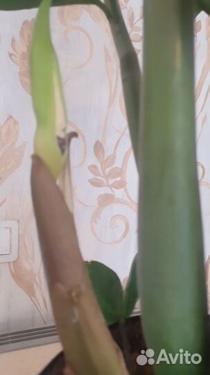 Замиокулькас