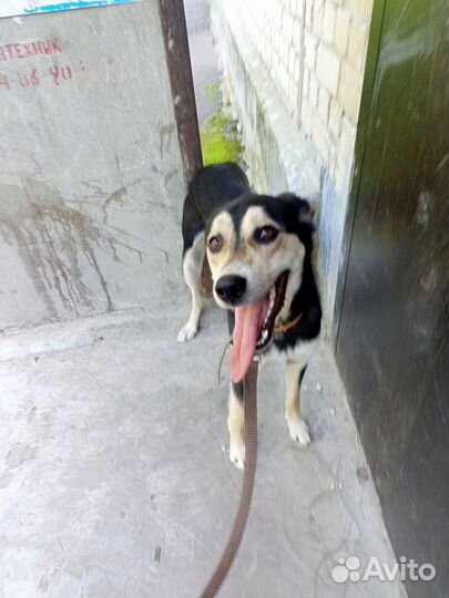 Собака в добрые руки