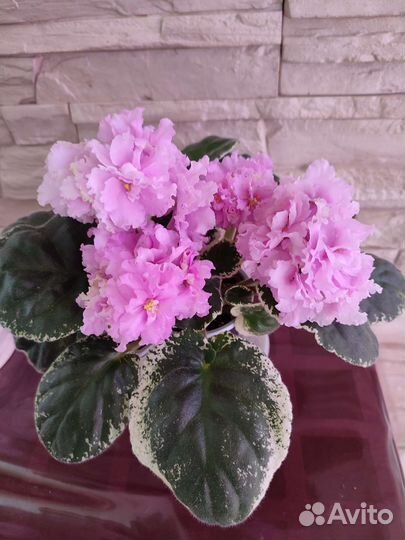 Детки сортовых фиалок