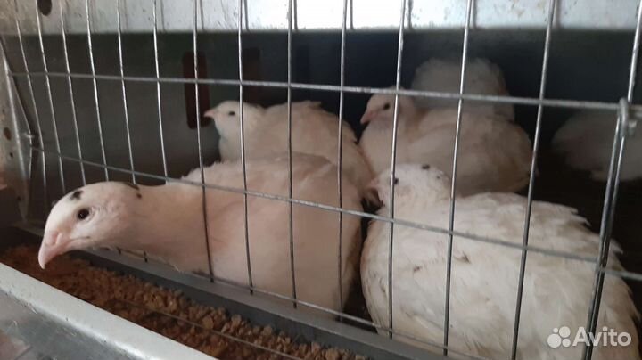 Перепела, инкубационное яйцо