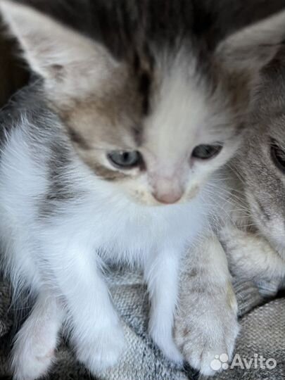 Котик в добрые руки