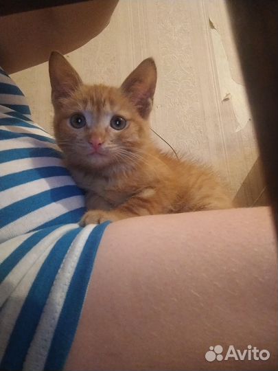 Рыжий котенок мальчик, в добрые руки