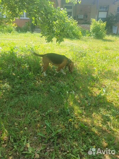 Собака породы Бигль