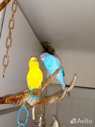 Пара волнистых попугаев