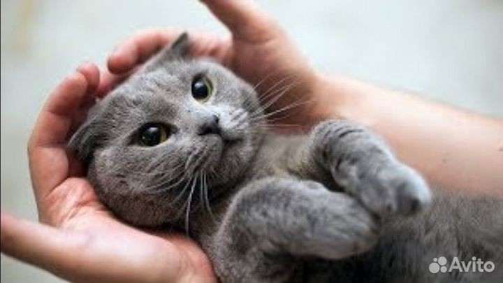 Передержка кошек