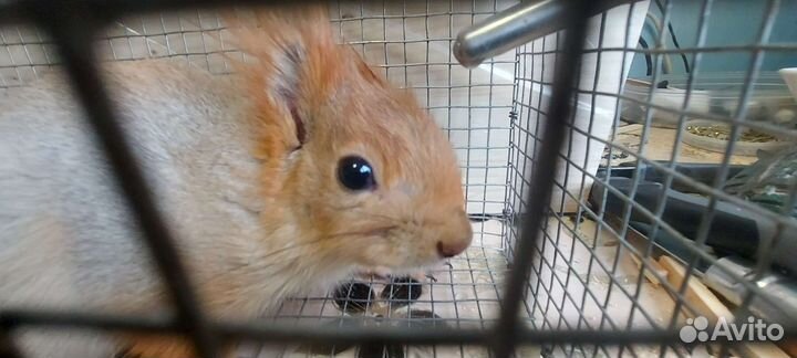 Продается Алтайская белка