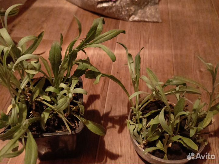 Васильки цветы садовые многолетние