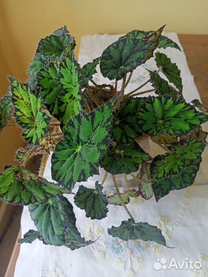 Бегония,только по Таганрогу