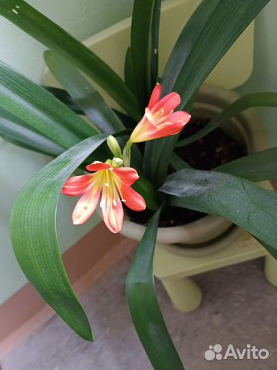 Сансевьеры щучий хвост, дримиопсис, кливия