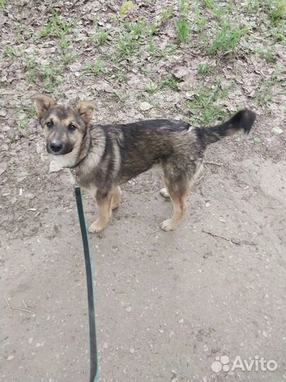 Щенок ищет любящую семью