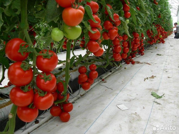 Разнорабочие с ежедневной оплатой