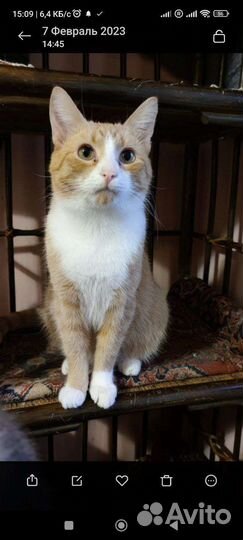 Котики с Донбасса