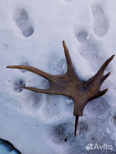 Рога разные