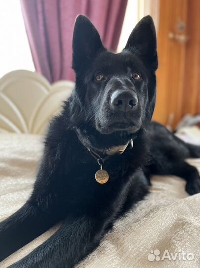 Немецкая овчарка вязка