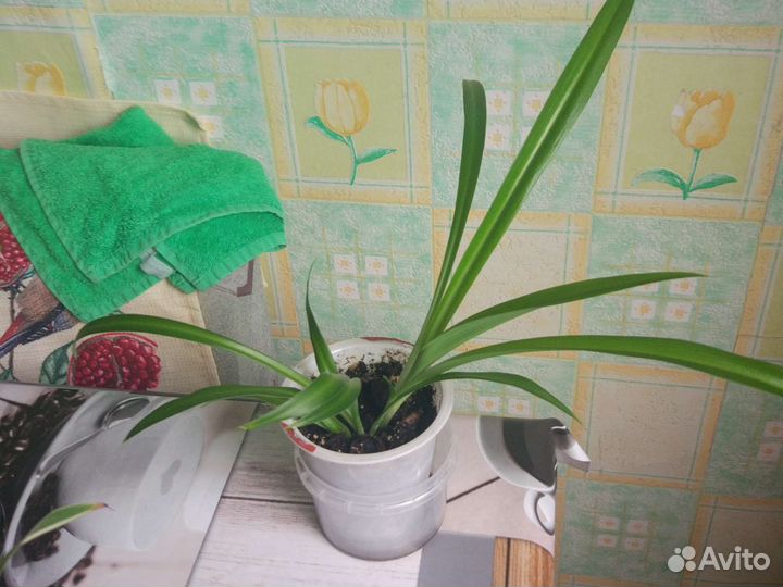 Сансевиерия