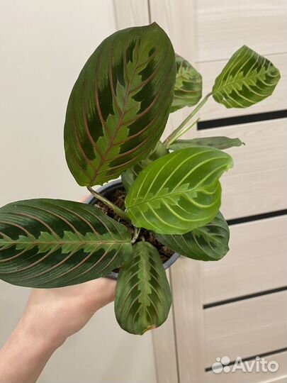 Маранта триколор Фасцинатор 12/40