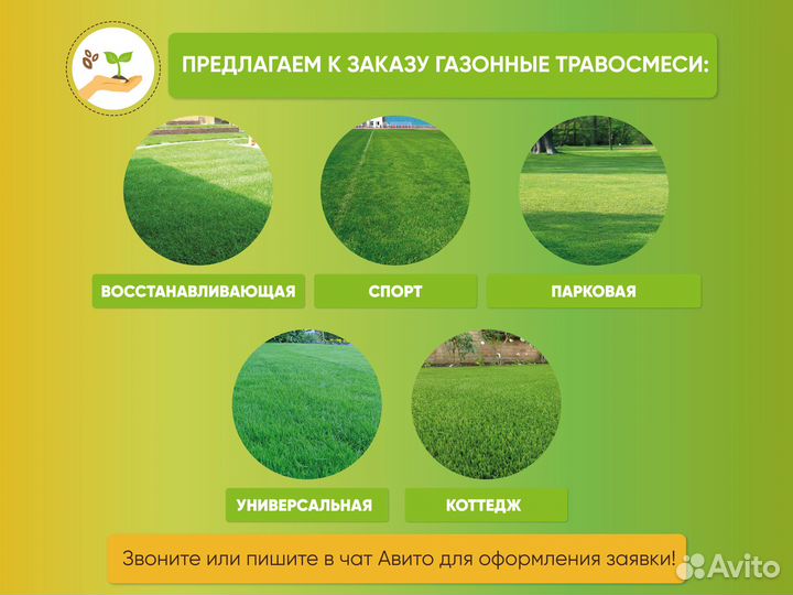 Семена синяка