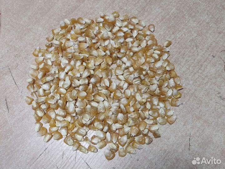 Семена кукурузы сладкой
