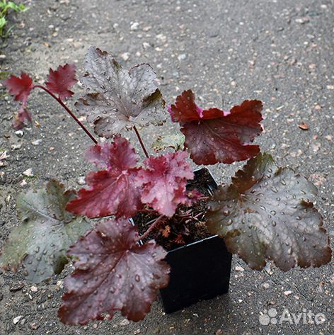 Цветы гейхера, манжетка