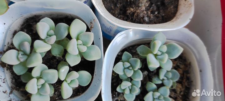 Суккуленты