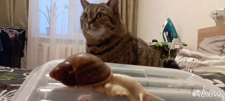 Улитки архахатины