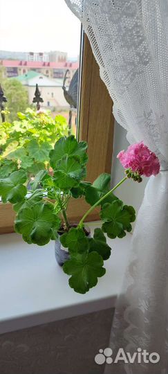 Пеларгония герань