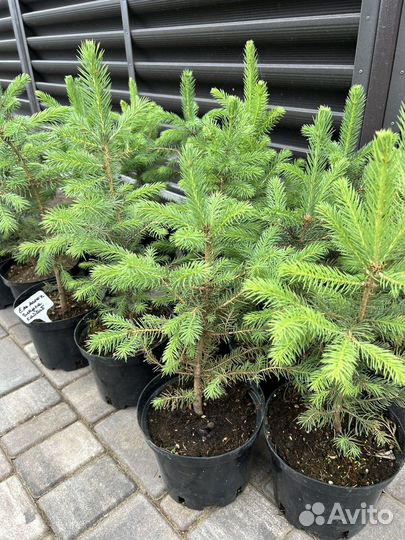 Glauca Kaibab (Глаука Кейбаб)