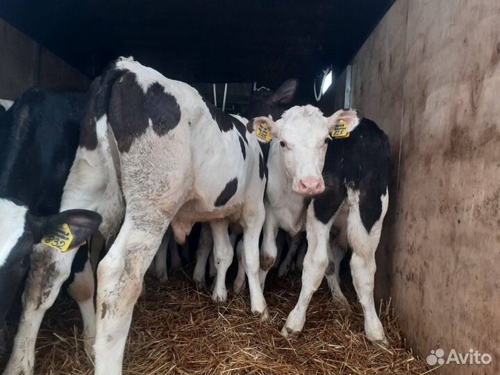 Бычки и телки крс