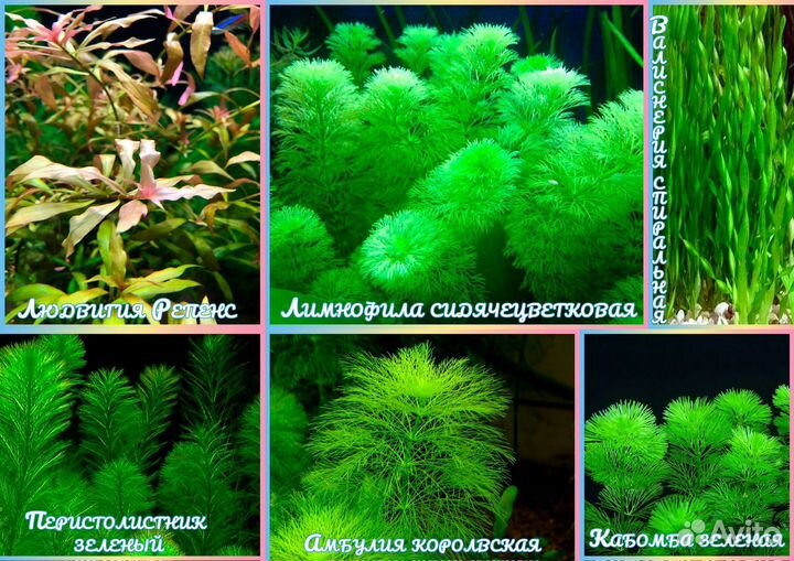 Аквариумные растения (отправка в регионы)