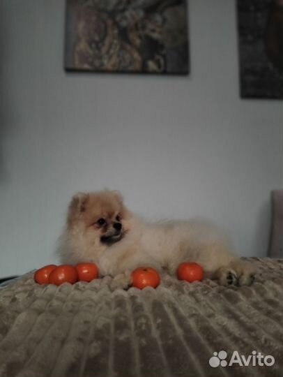 Вязка кобель шпиц