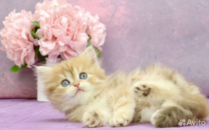 Золотая шоколадная мраморная шиншилла by12(22)