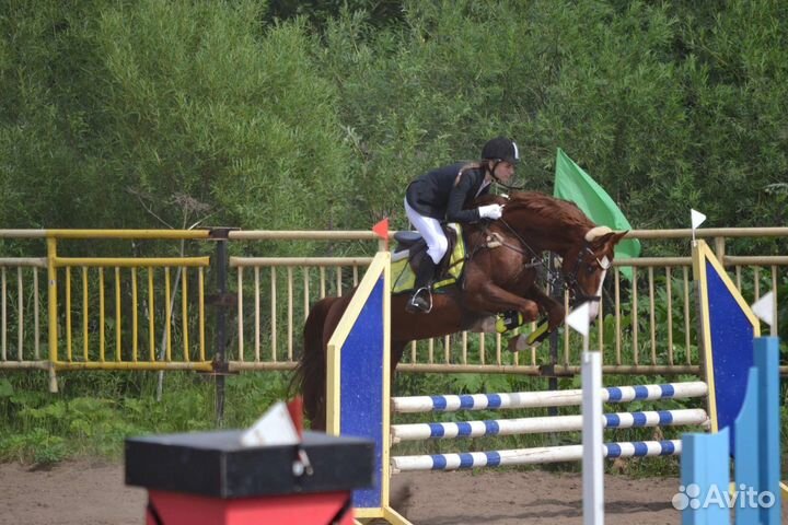 Тракененский жеребец