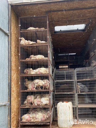 Бройлеры, куры бройлеры