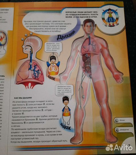 Тело человека книга