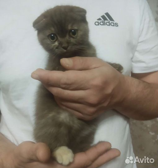 Кошка вислоухая