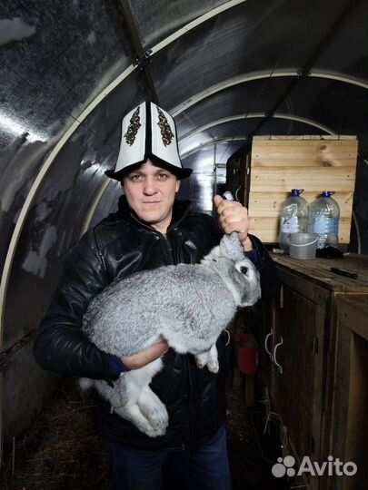 Продам кролика самец