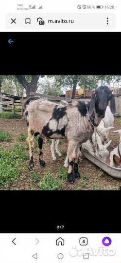 Нубийский козел, продажа, погул