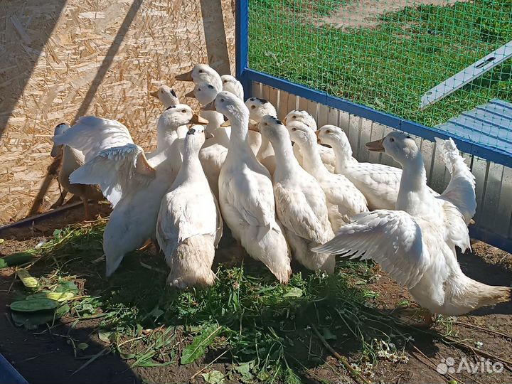 Мясо утки мулард