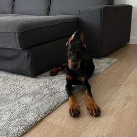 Puppy Doberman