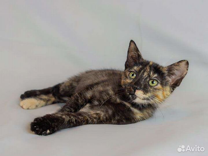 Котята в добрые руки бесплатно