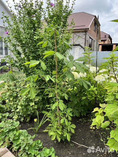 Саженцы каштана