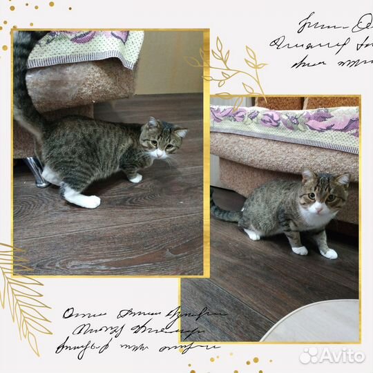 Отдам в добрые руки хорошенького котика