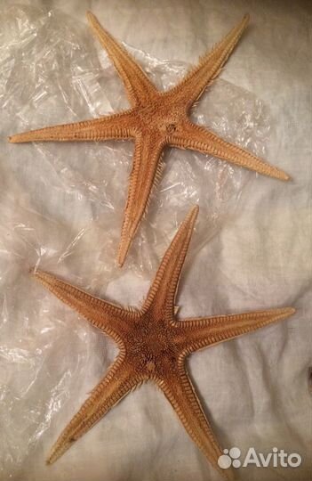 Ракушки,камешки,звезды морские Для аквариума