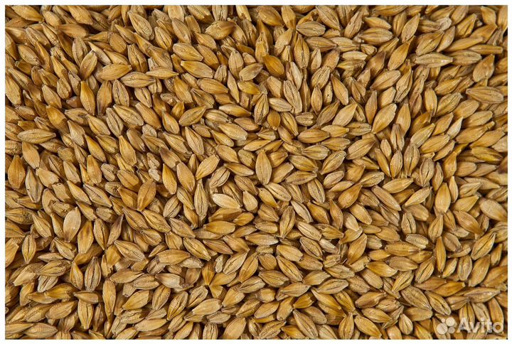 Зерно ячмень