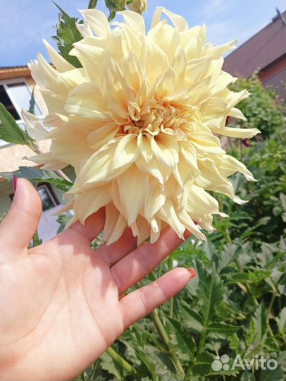 Георгины клубни