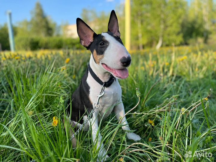 Стандартный бультерьер