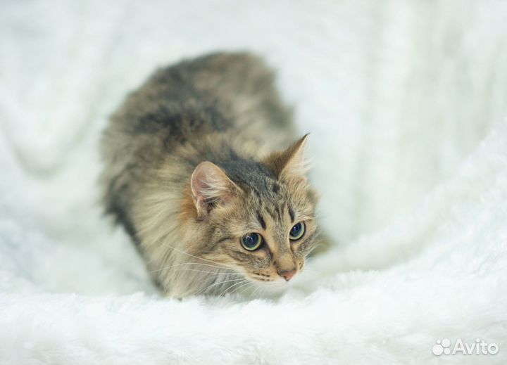 Кошка в добрые руки