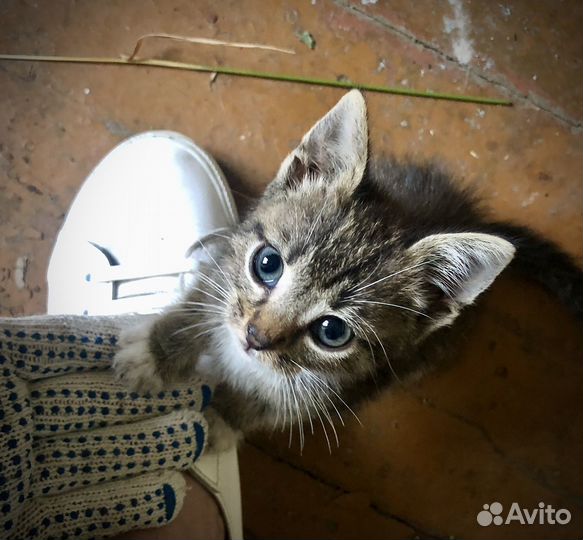 Котята бесплатно